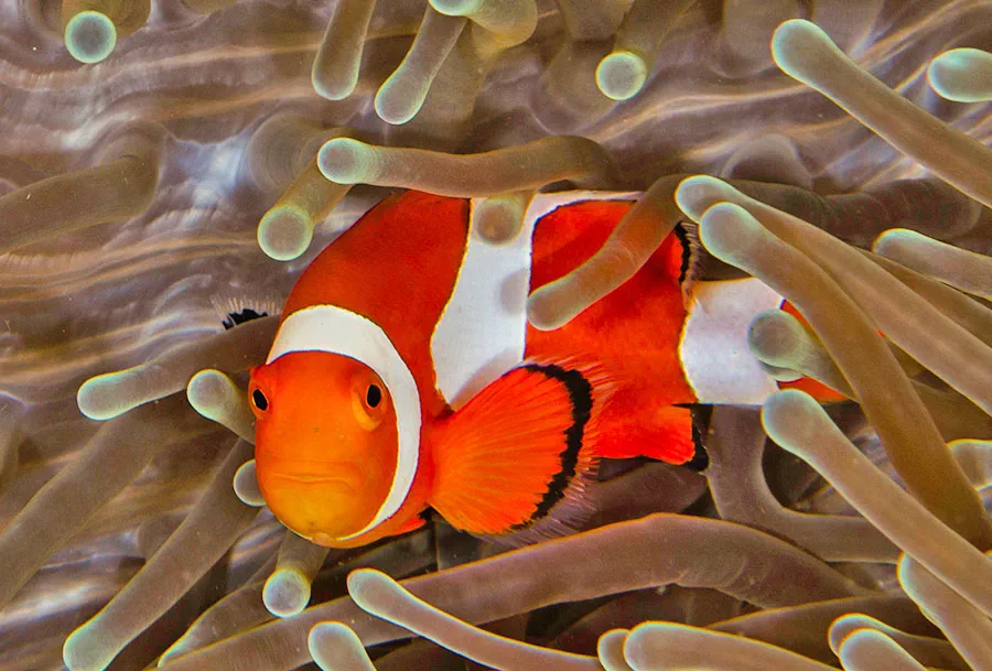 Apo Island Snorkeling Paradise